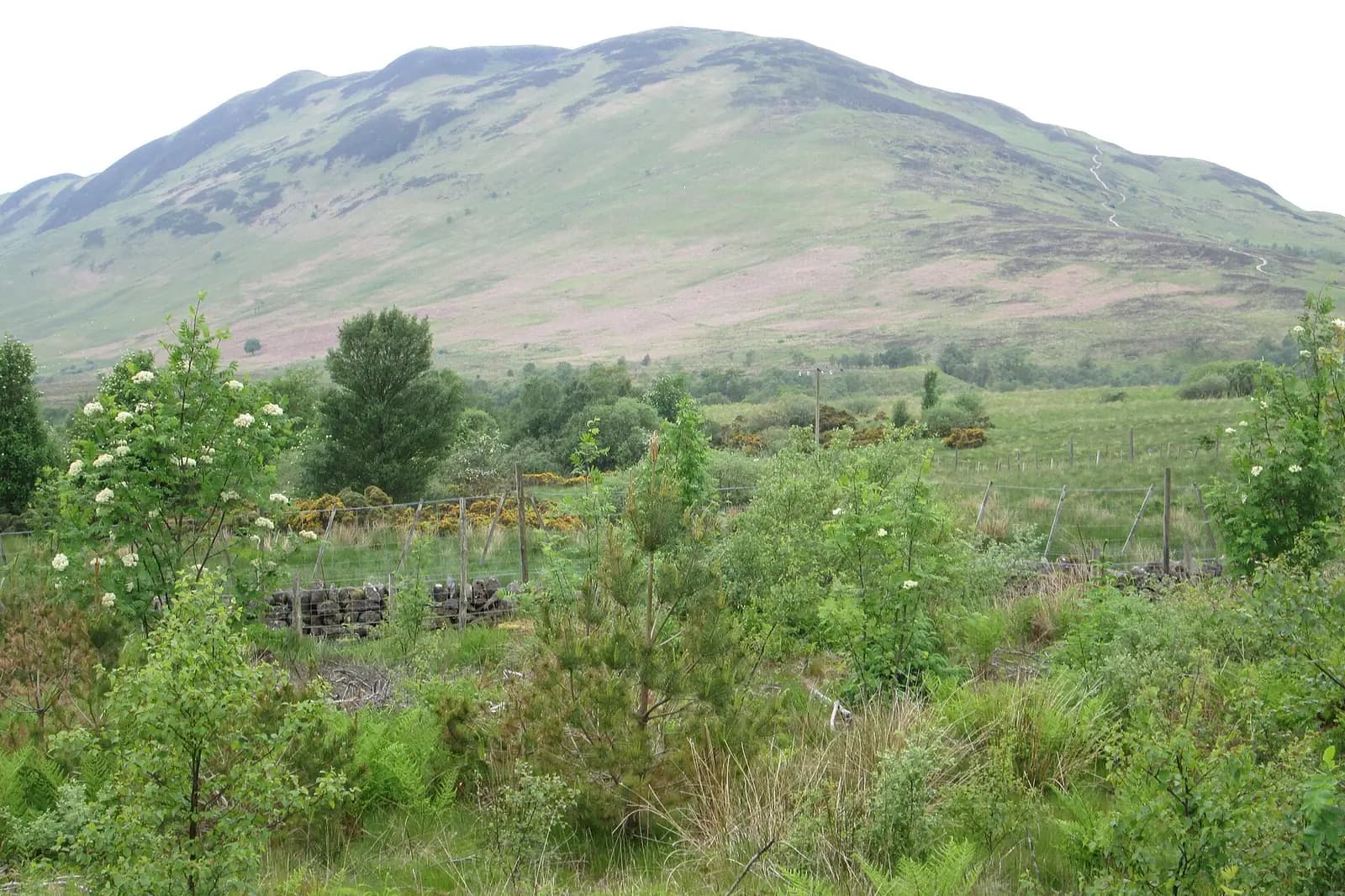 The green slopes of Conic Hill above trees and gorse near Loch Lomond