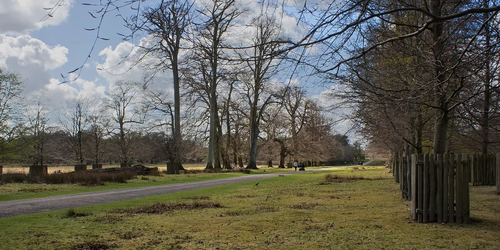 Tall trees and open grassland in the deer park at Dunham Massey