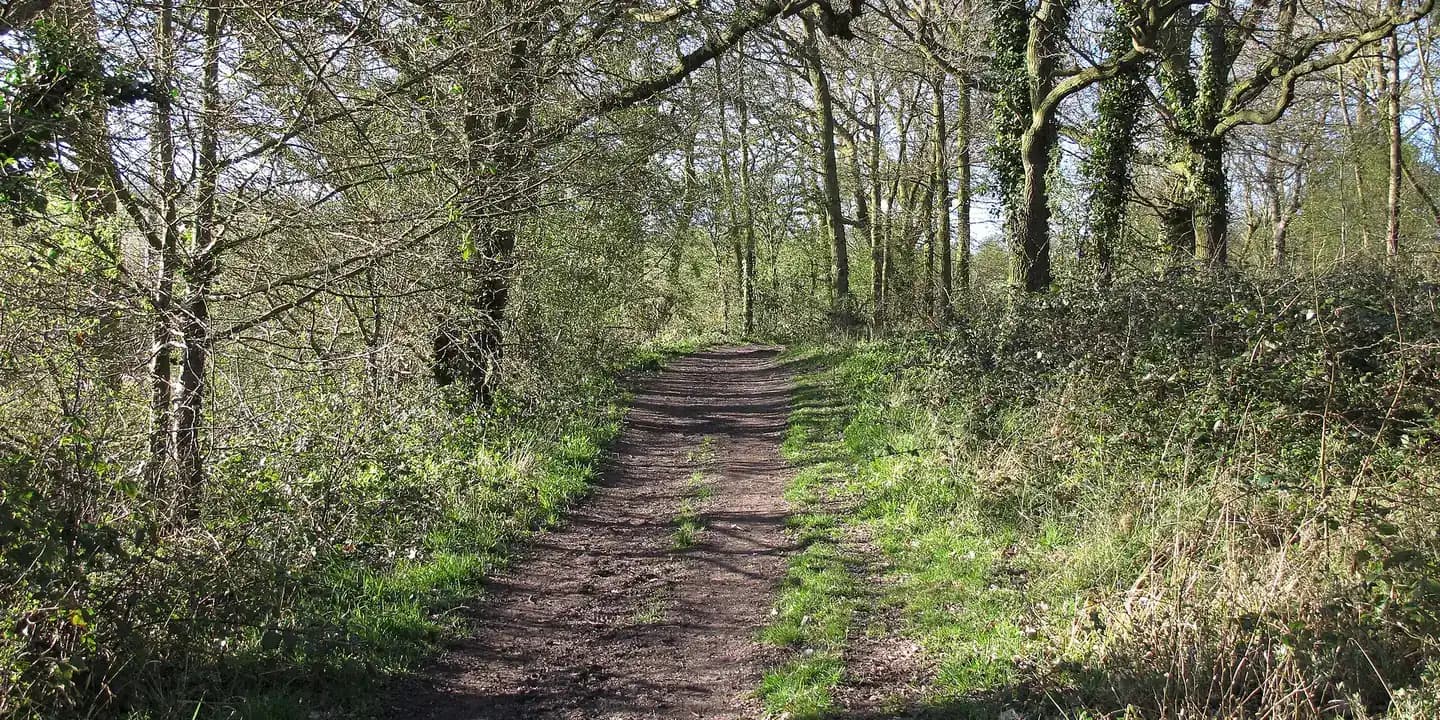 A woodland track through Northlands Wood in Langdon Hills Country Park