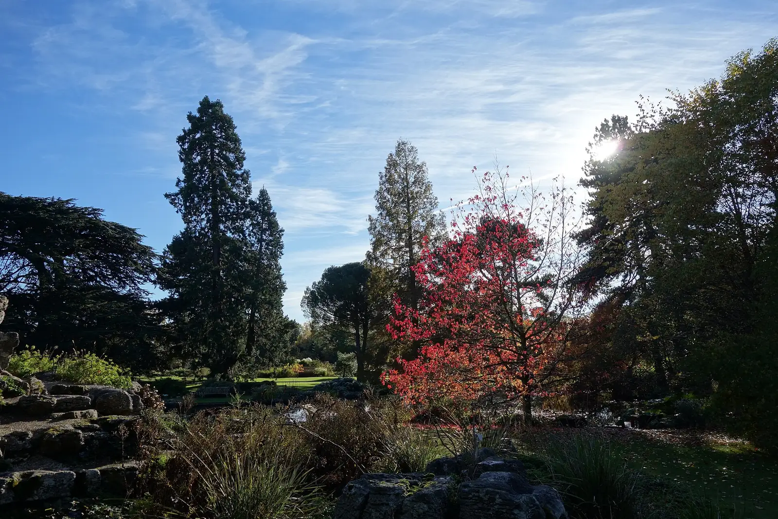 Tall trees and autumn colour in the Cambridge University Botanic Garden