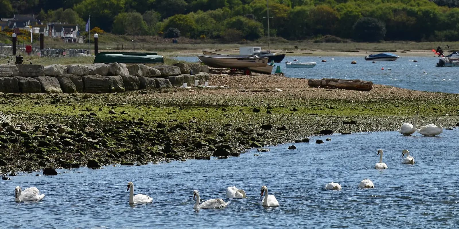 Swans on the water at Mudeford Quay, with small boats and the far shore of Christchurch Harbour