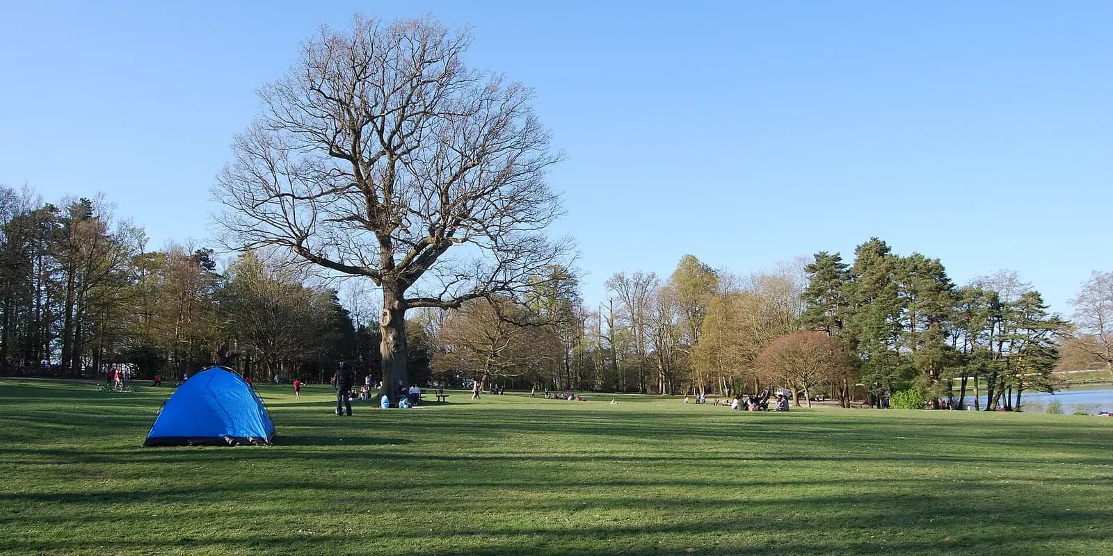A tall oak tree on the open lawns of Tilgate Park, with woodland and a lake beyond
