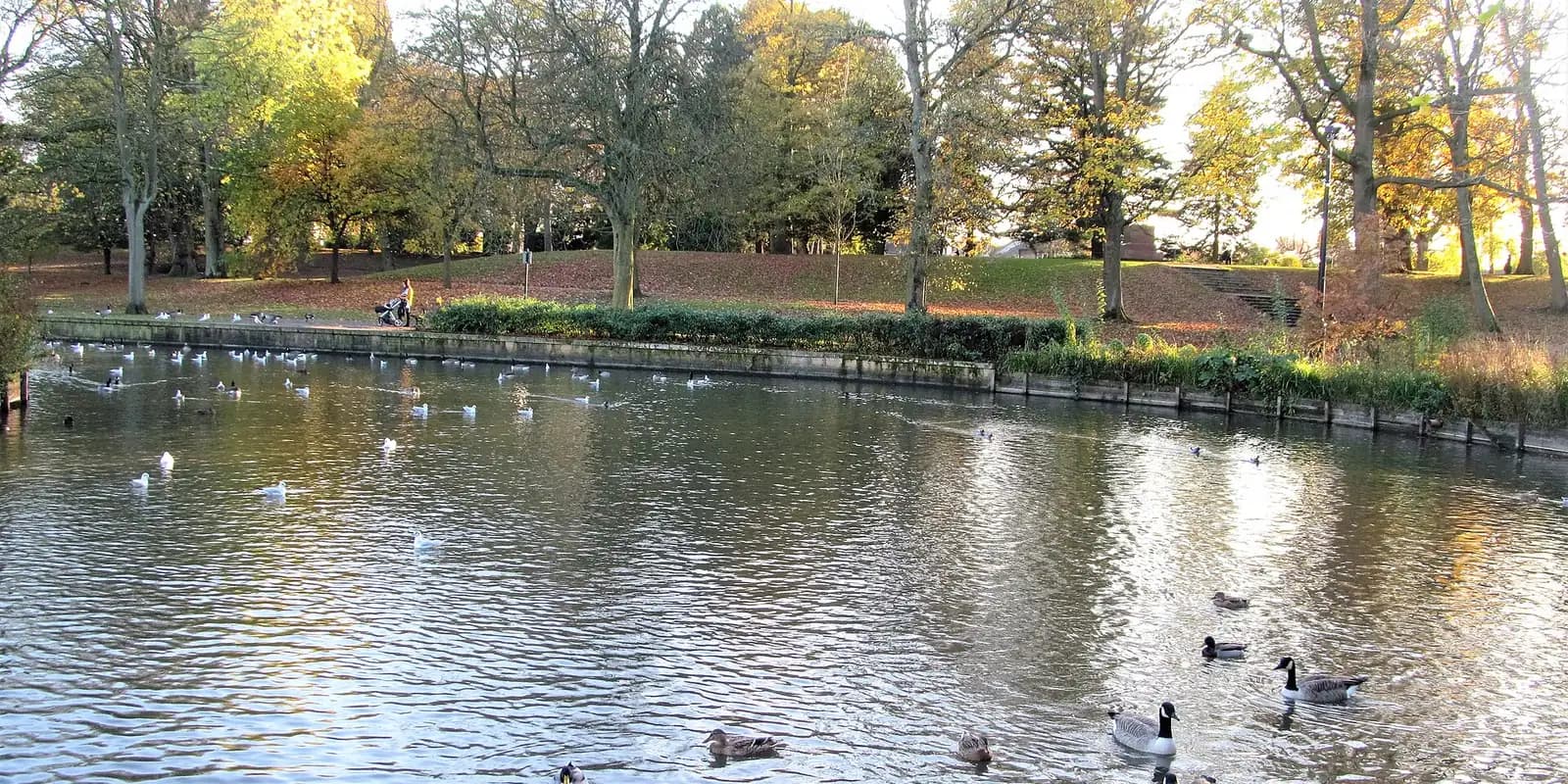 Ducks and swans on the ornamental lake in South Park, Darlington, among autumn trees