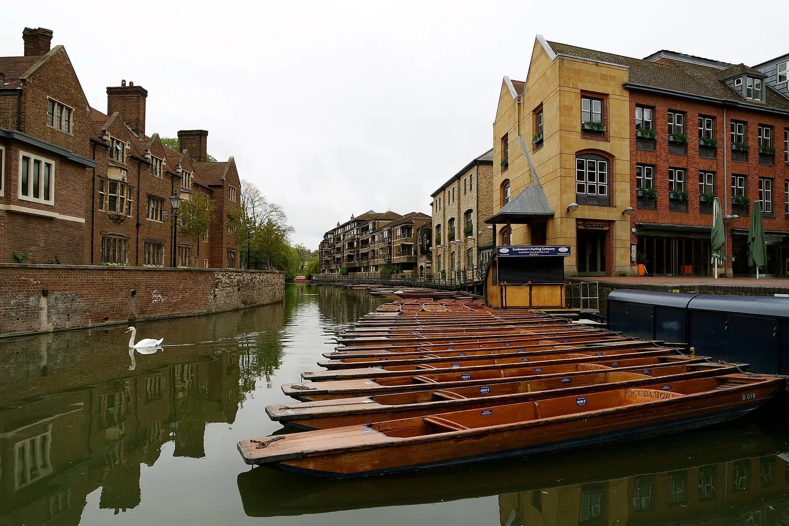 Wooden punts moored on the River Cam in Cambridge, with a swan on the water and old buildings along the bank