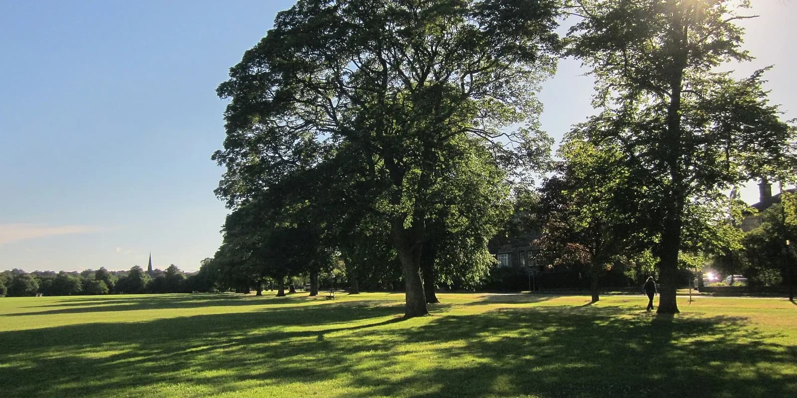 Tall trees casting shadows across the wide open grass of the Stray in Harrogate
