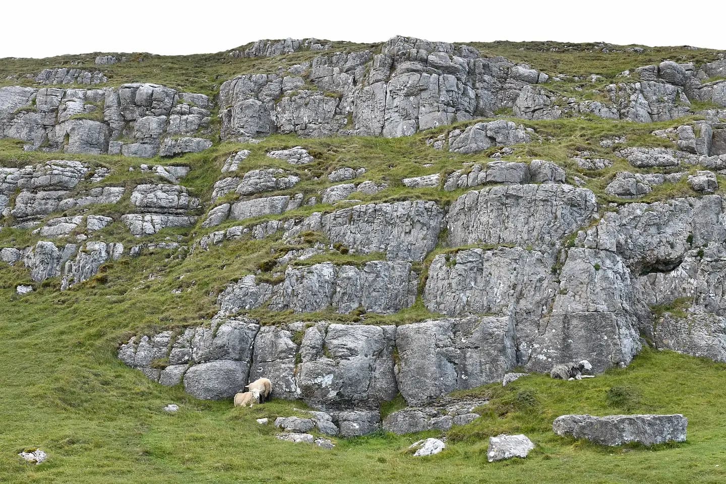 Limestone outcrops and grazing sheep on the slopes of the Great Orme by Marine Drive