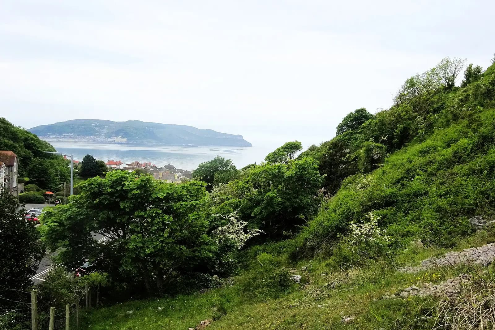 The Great Orme across the bay, seen through trees and greenery on the slopes of the Little Orme