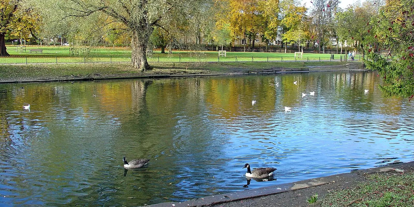 Geese on the lake in Wardown Park, Luton, with autumn trees and lawns beyond