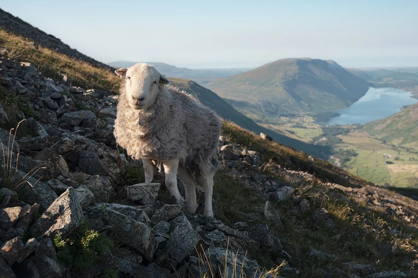 A Herdwick sheep on a rocky fellside, with Wastwater and the fells stretching away behind