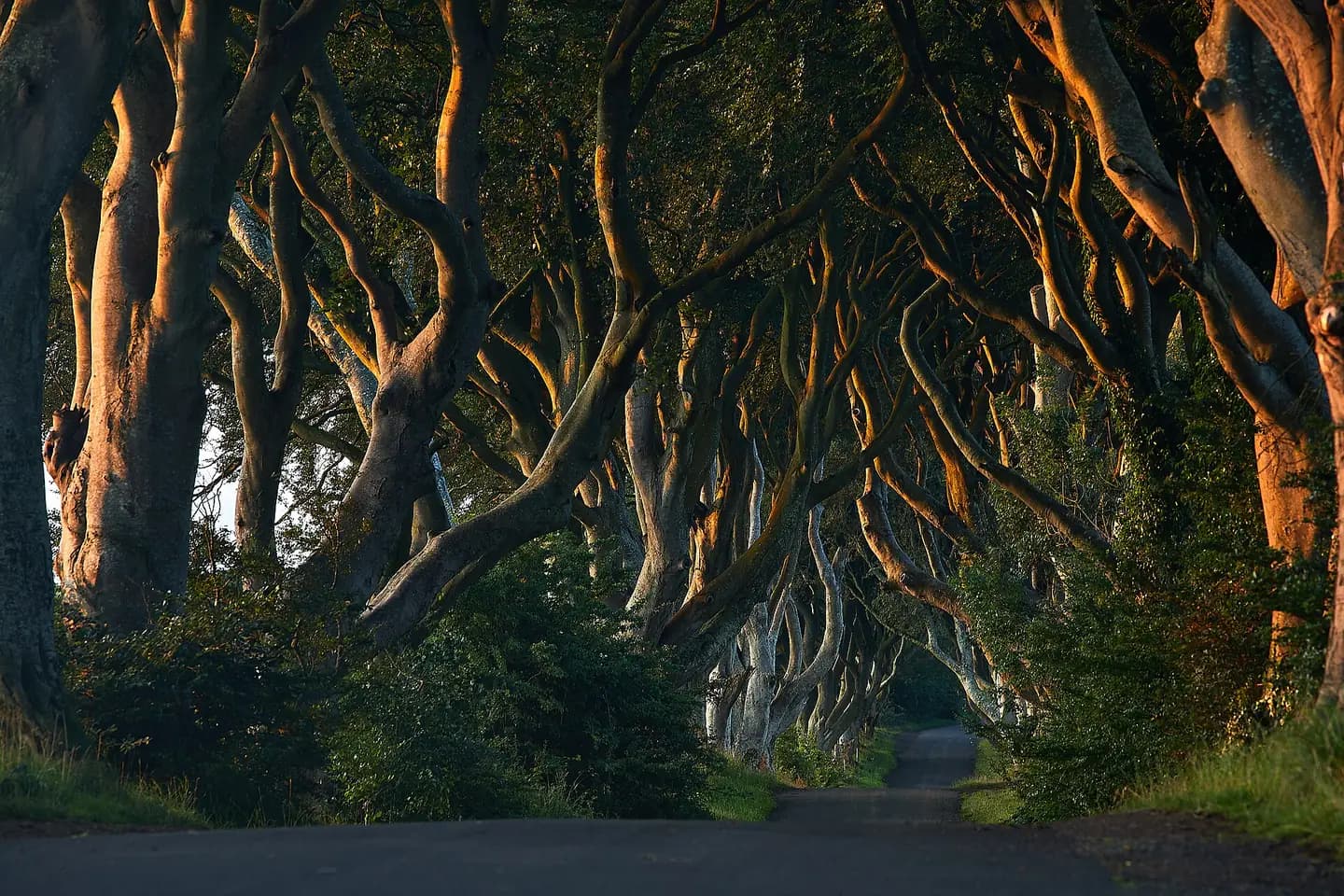 The twisting beech trees of the Dark Hedges arching over a quiet country road