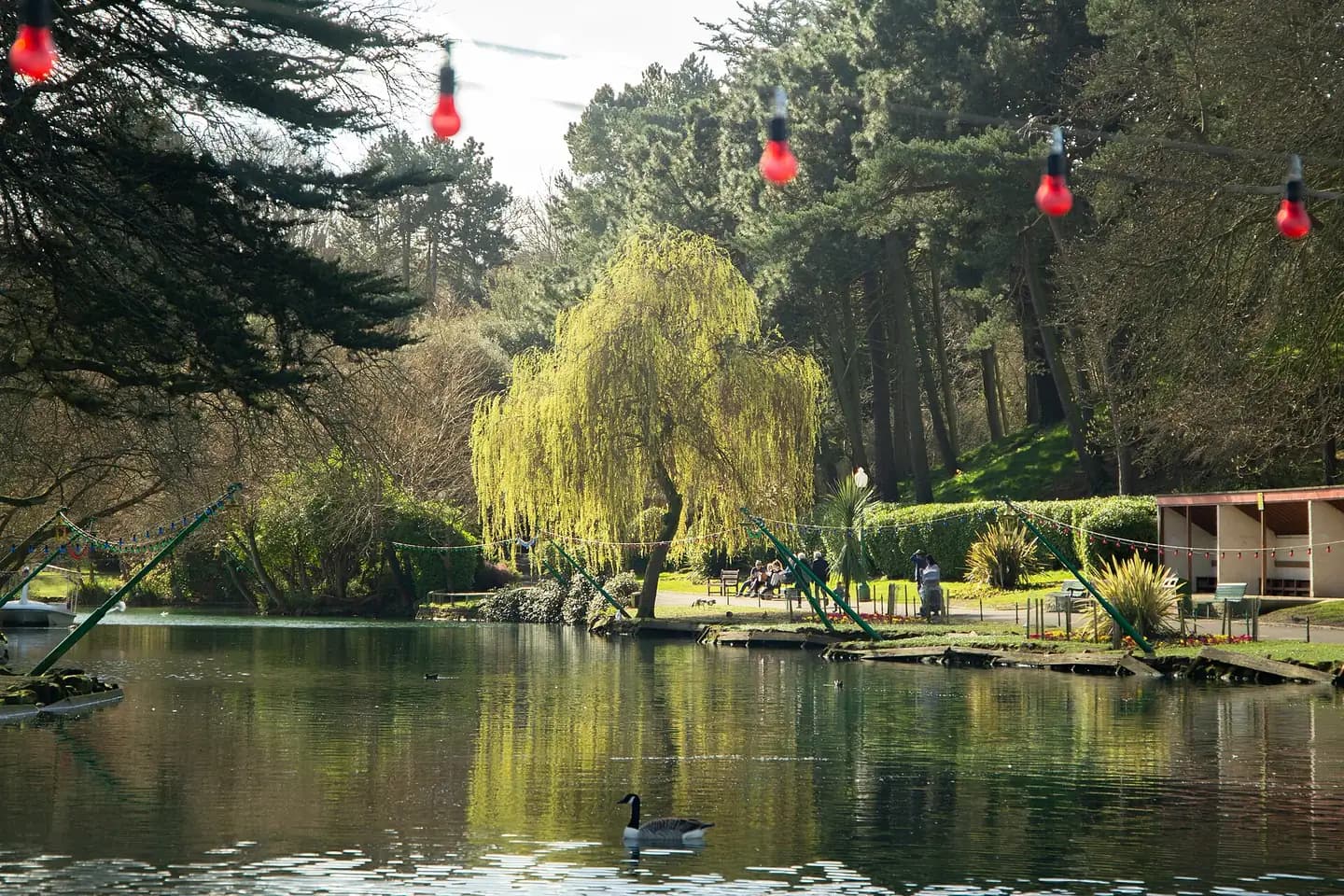 The lake in Peasholm Park, with a weeping willow and tall trees on the island