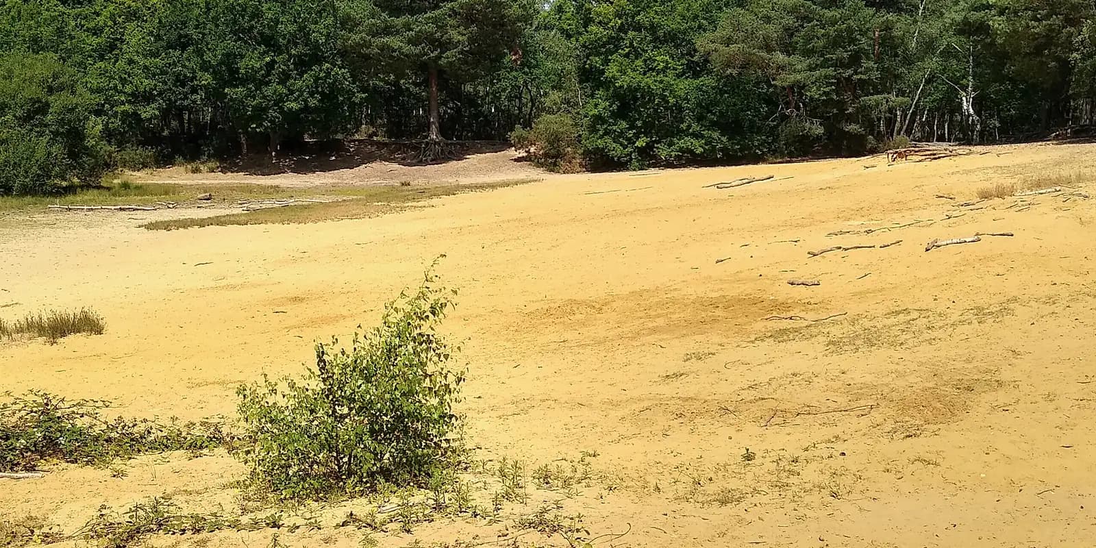Golden sand and pine woodland at the Sandpit on Horsell Common