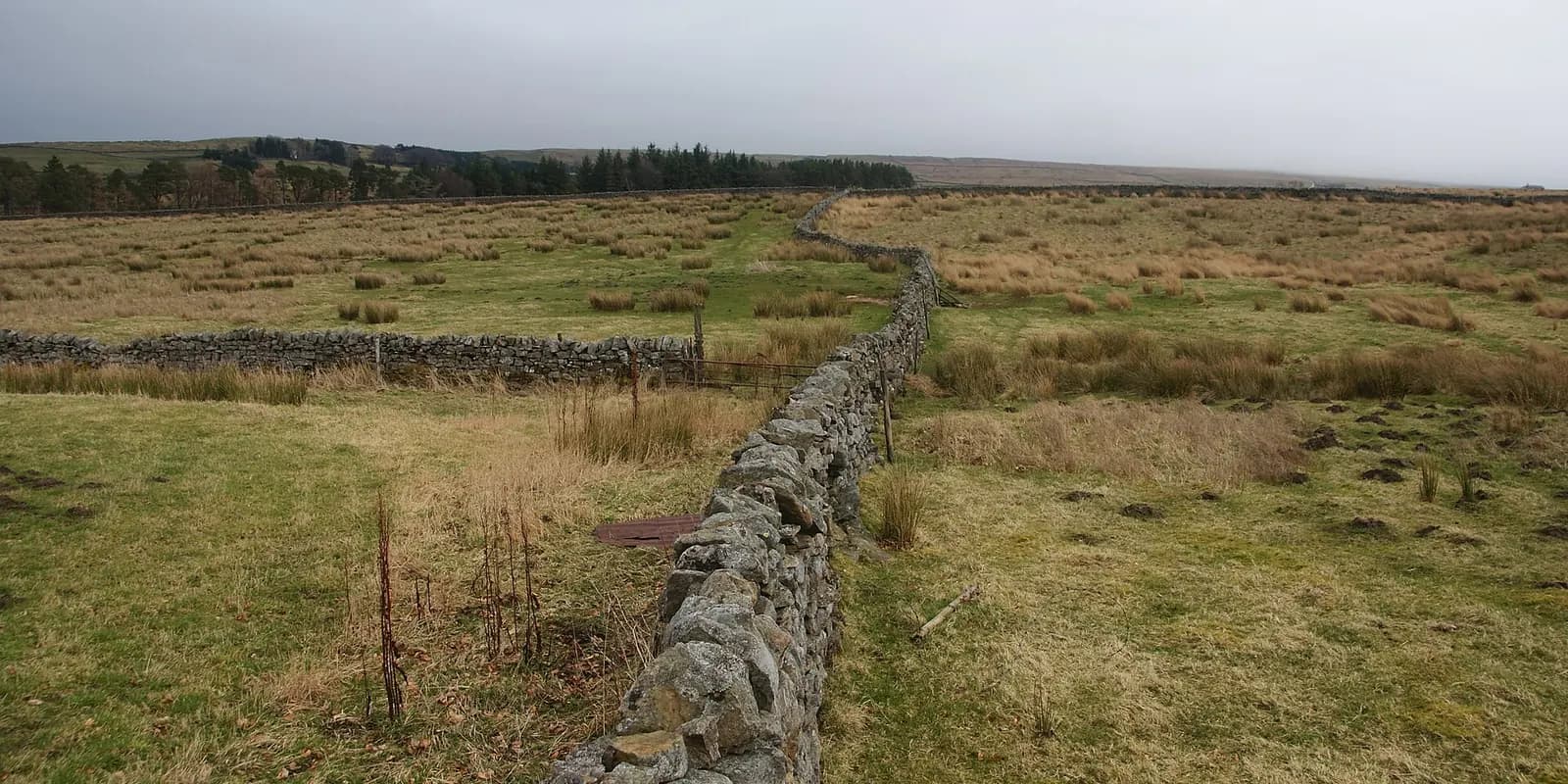 Rough grassland and a dry-stone wall running across the open fells of Alston Moor