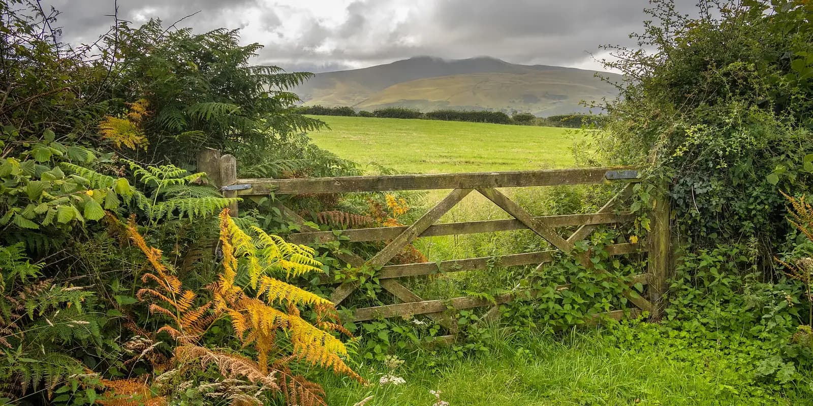 Green fields and a wooden gate, with the flat-topped peak of Pen y Fan on the skyline
