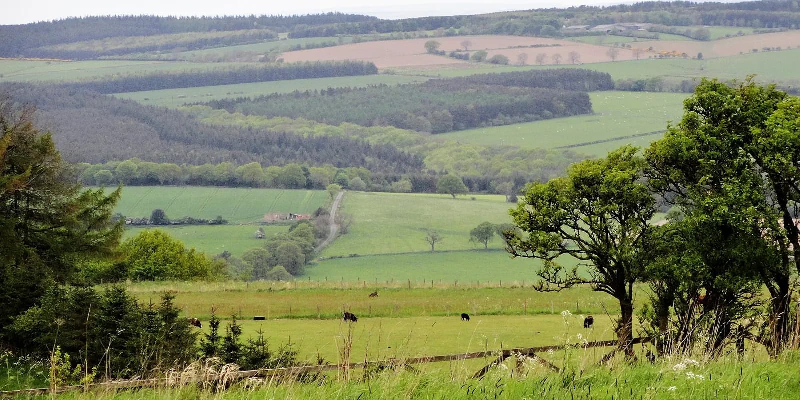 Green fields and woodland rolling across the Derwent Valley below Consett