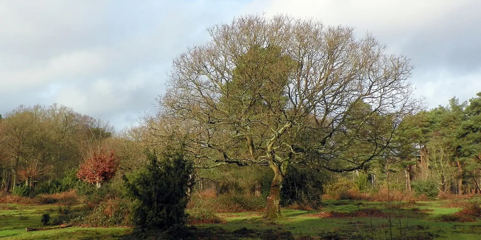 Old beech trees and heath in Burnham Beeches nature reserve, in autumn colours