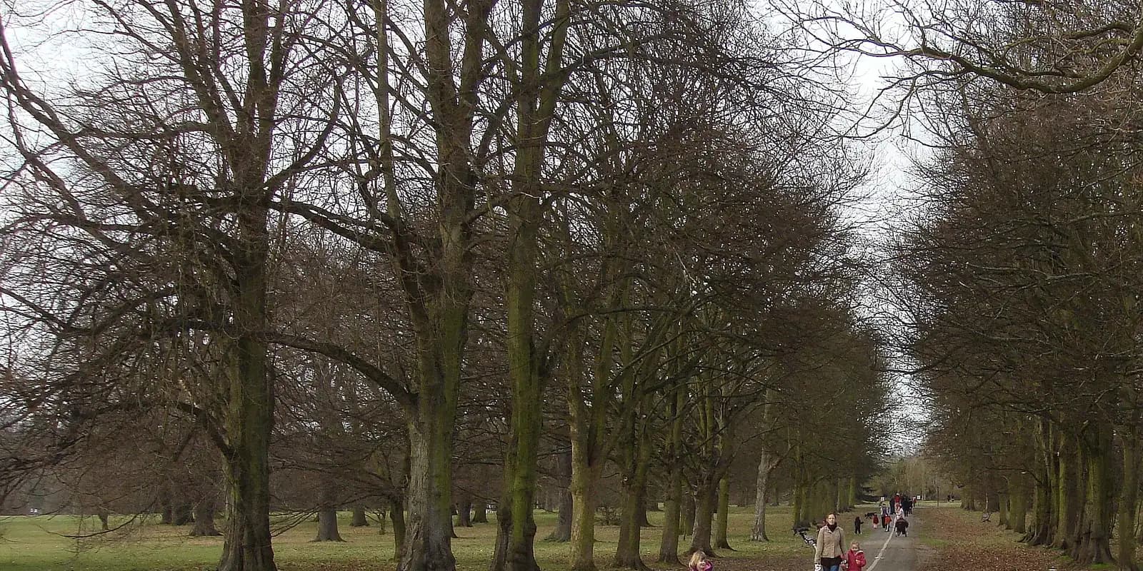 A long avenue of tall trees in Cassiobury Park, Watford