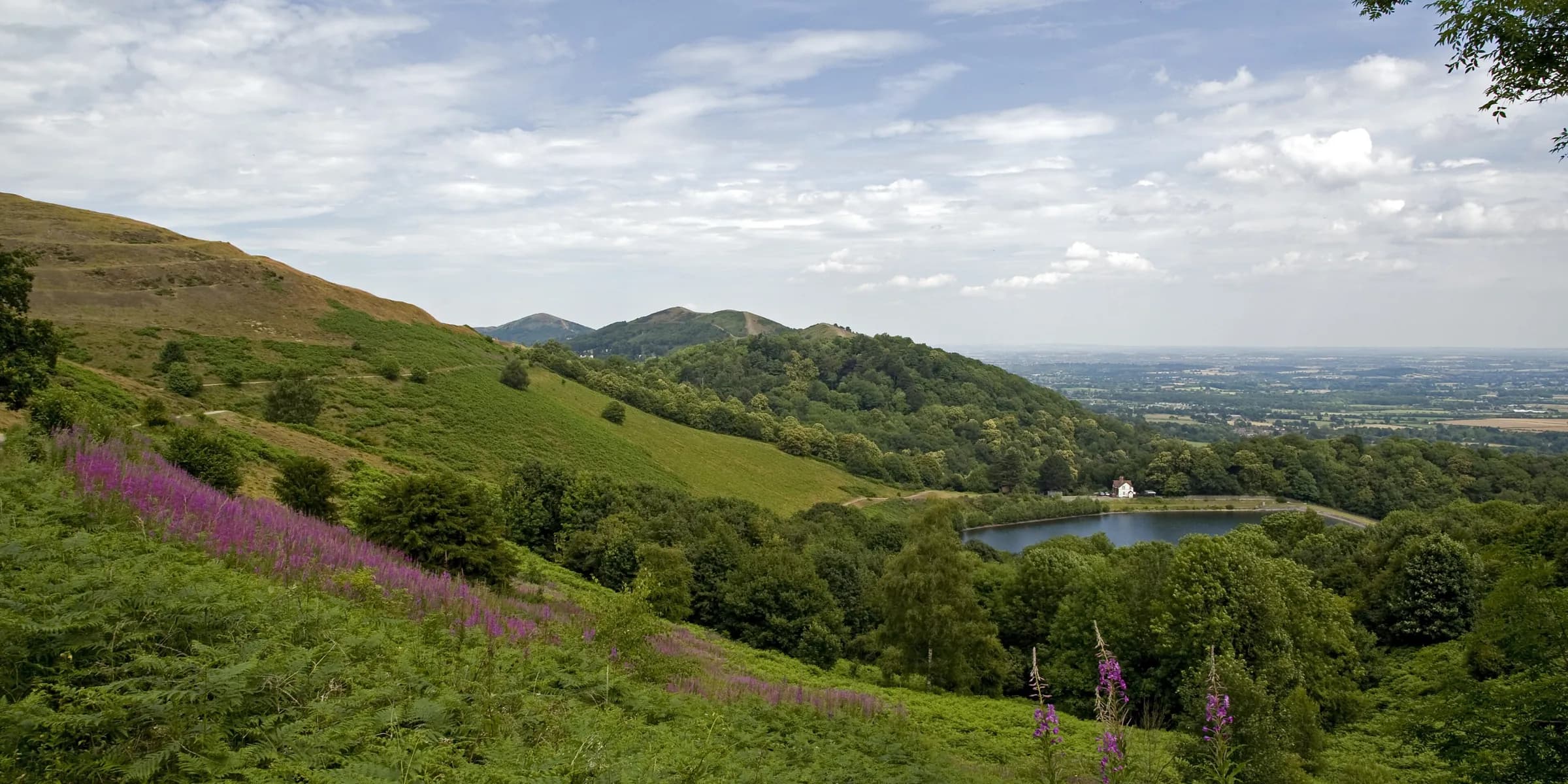 Green slopes of the Malvern Hills with pink willowherb, a reservoir in the valley and flat countryside stretching away
