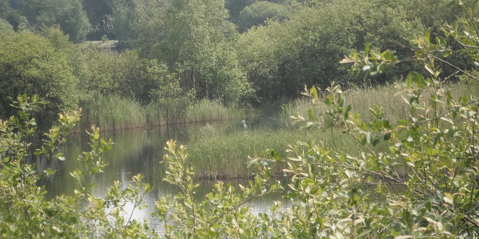 Reeds and still water at Wigan Flashes nature reserve, with a heron by the water's edge