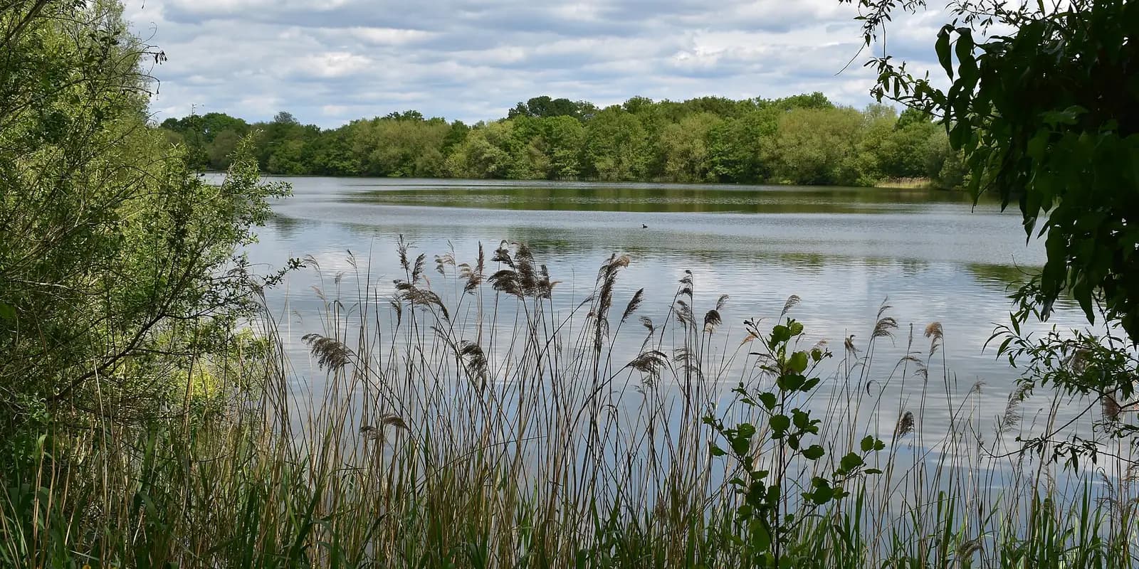 White Swan Lake at Dinton Pastures, framed by reeds and trees